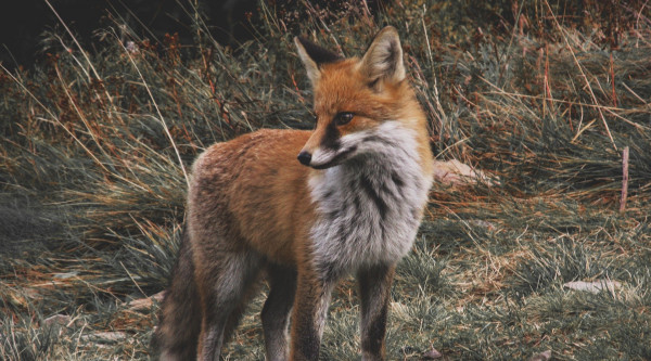 Wildtierportal Baden-Württemberg