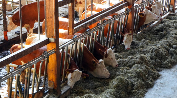 Landesamt für Natur, Umwelt und Verbraucherschutz NRW. Kühe fressen in einem Kuhstall