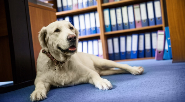 Bürohund; Labrador