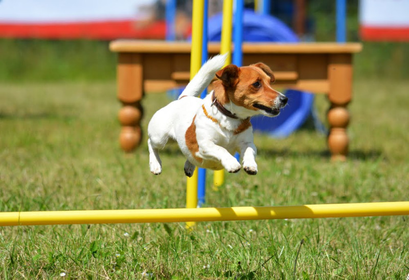 Hund; Hürde; Hundesteuer, OZG; Lösung; Digital; Verwaltungsprozess; online; Kommunen