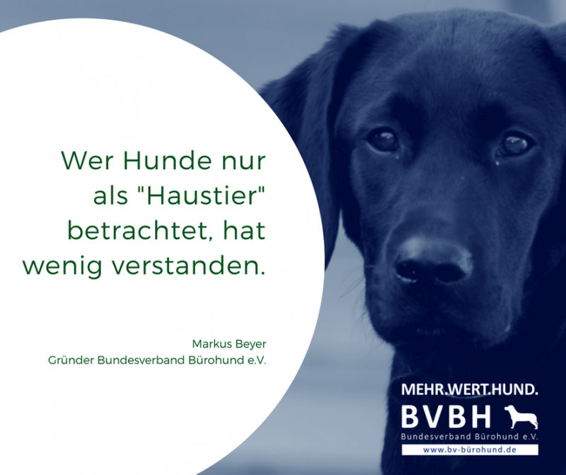 Bürohund; Krankenstand