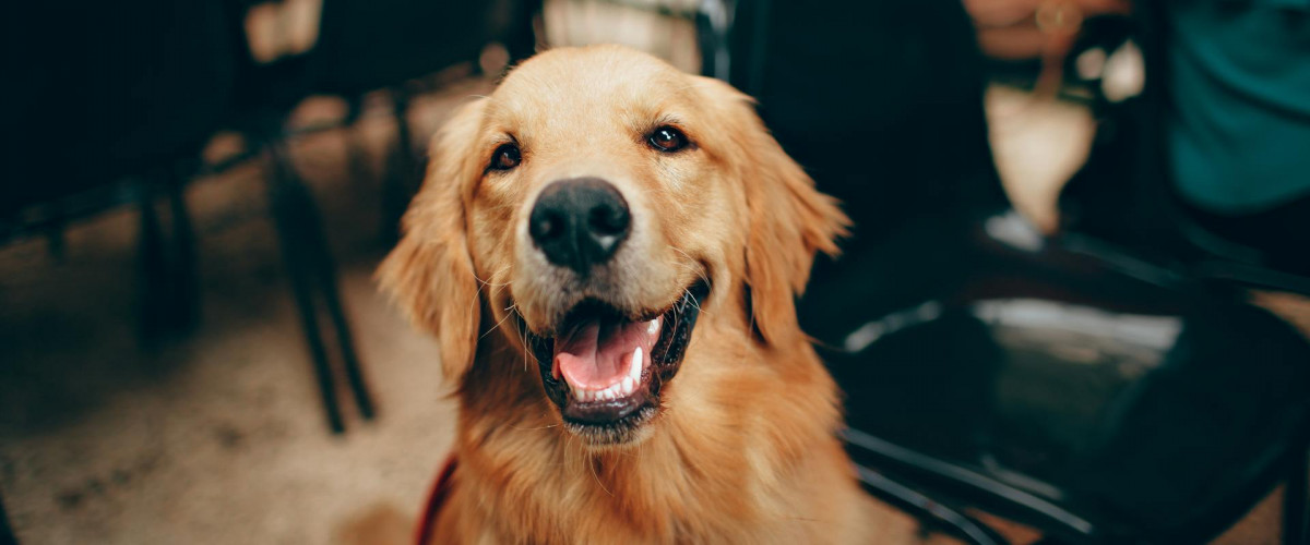 Bürohund