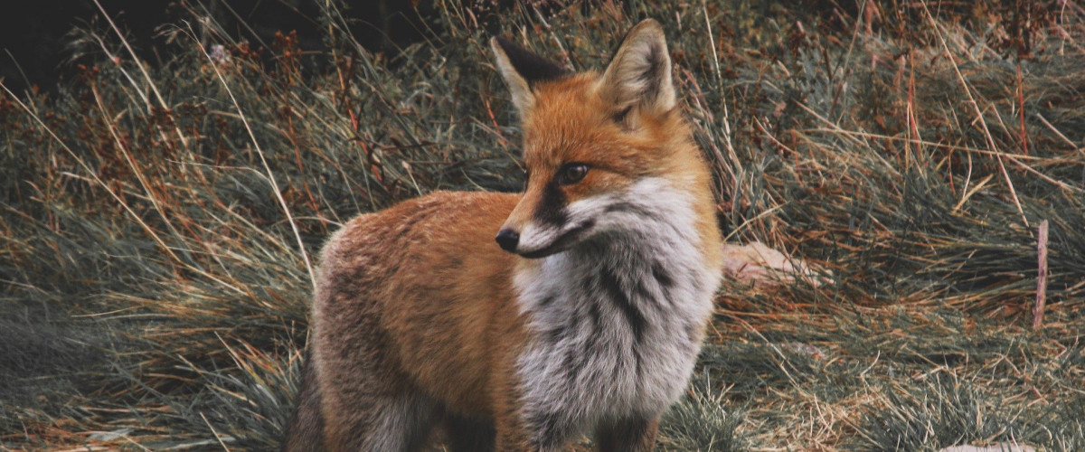 Wildtierportal Baden-Württemberg