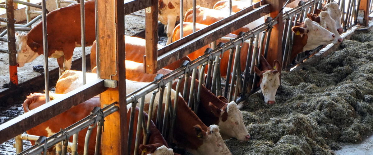 Landesamt für Natur, Umwelt und Verbraucherschutz NRW. Kühe fressen in einem Kuhstall