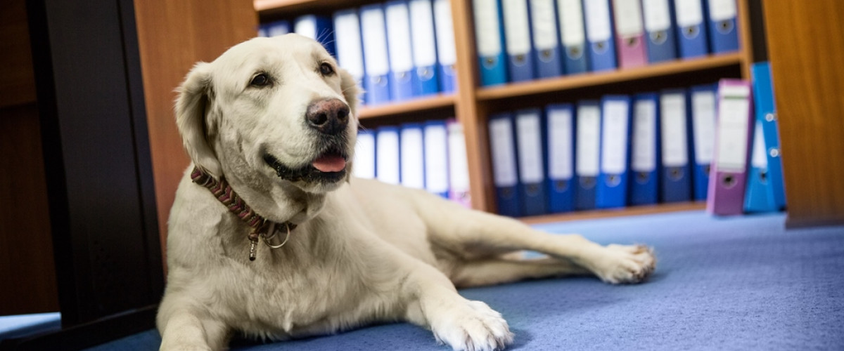 Bürohund; Labrador